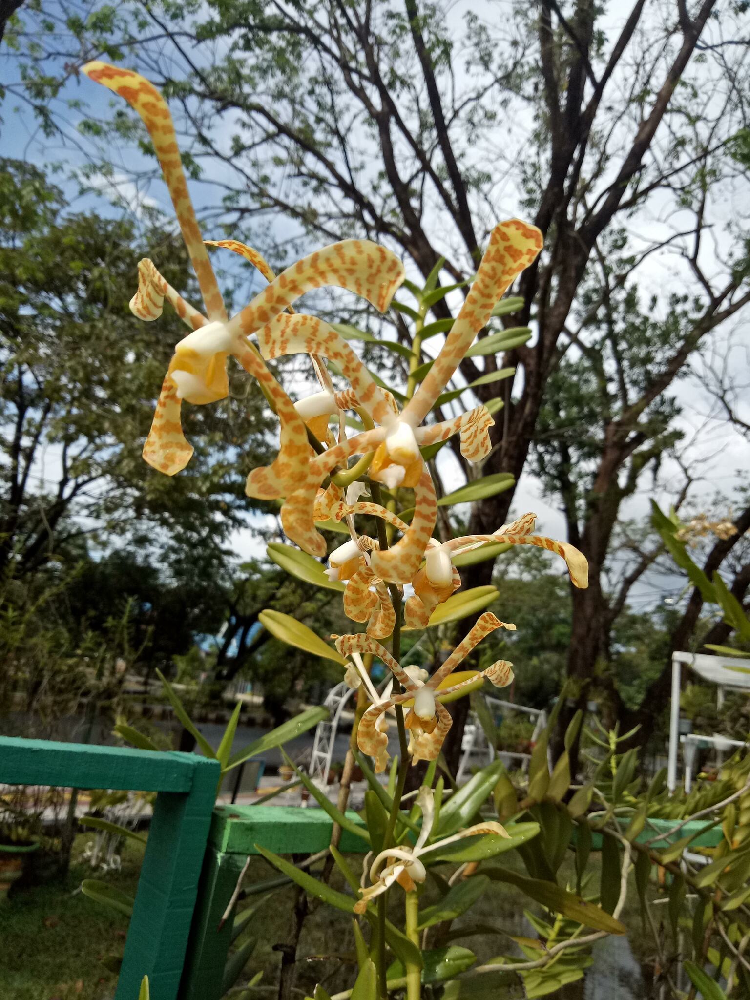 Imagem de Orquídea-aranha