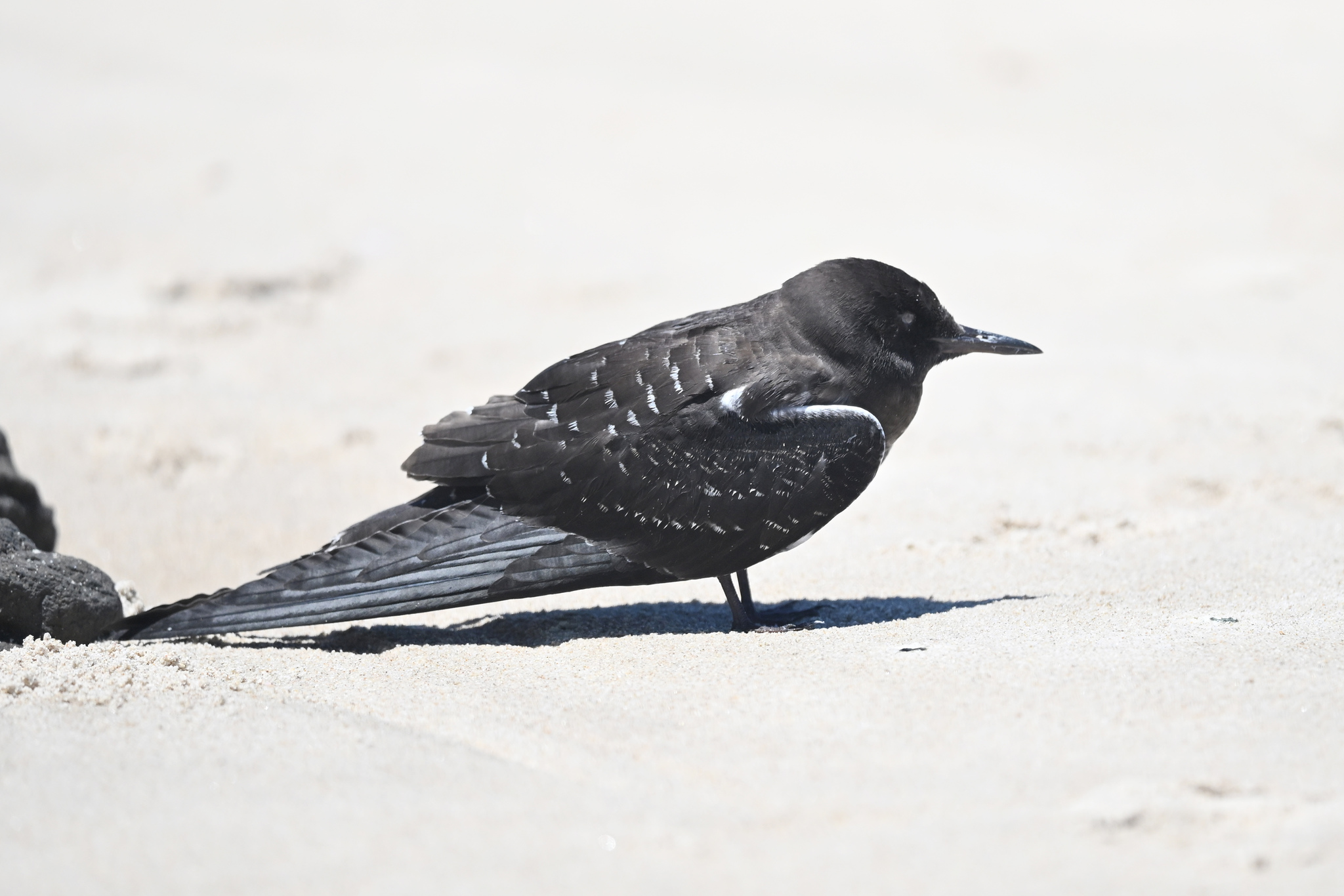 Sooty Tern