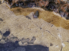 Palythoa caribaeorum