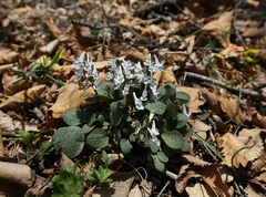 Corydalis repens