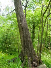 Tilia americana heterophylla