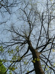 Tilia americana heterophylla