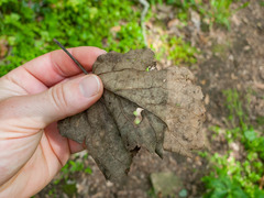 Tilia americana heterophylla