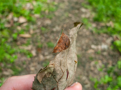 Tilia americana heterophylla