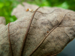Tilia americana heterophylla