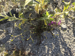 Chorizanthe brevicornu