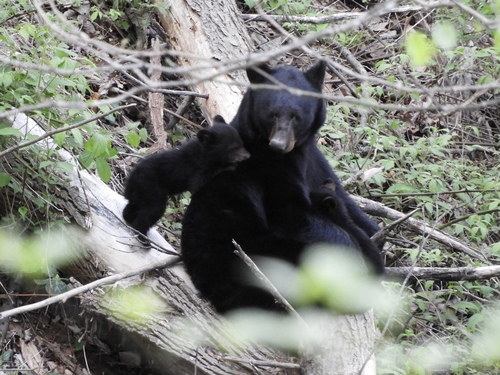 Eastern Black Bear photographed in Tennessee