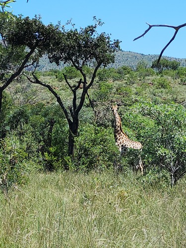 Southern Giraffe
