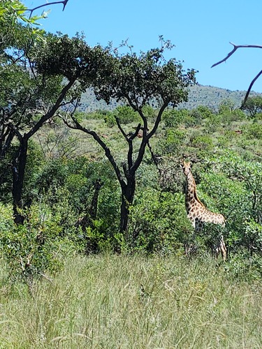 Southern Giraffe