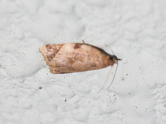 Neocalyptis affinisana