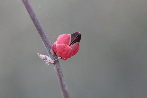 Ephedra triandra (Ephedra triandra)