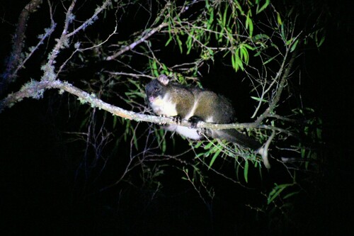 Western Ring-tailed Possum