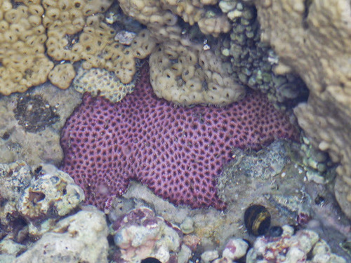 Siderastrea radians