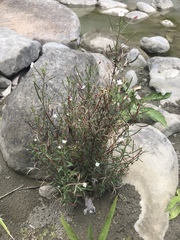 Epilobium platystigmatosum