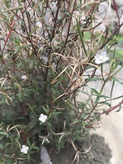 Epilobium platystigmatosum