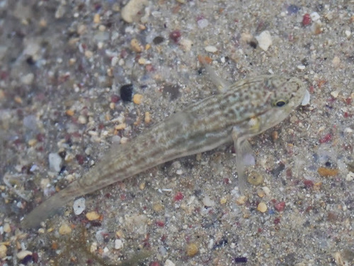 Casamance frillfin goby (Bathygobius casamancus) — Gobiidae