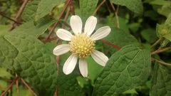 Montanoa frutescens