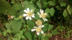 Montanoa frutescens