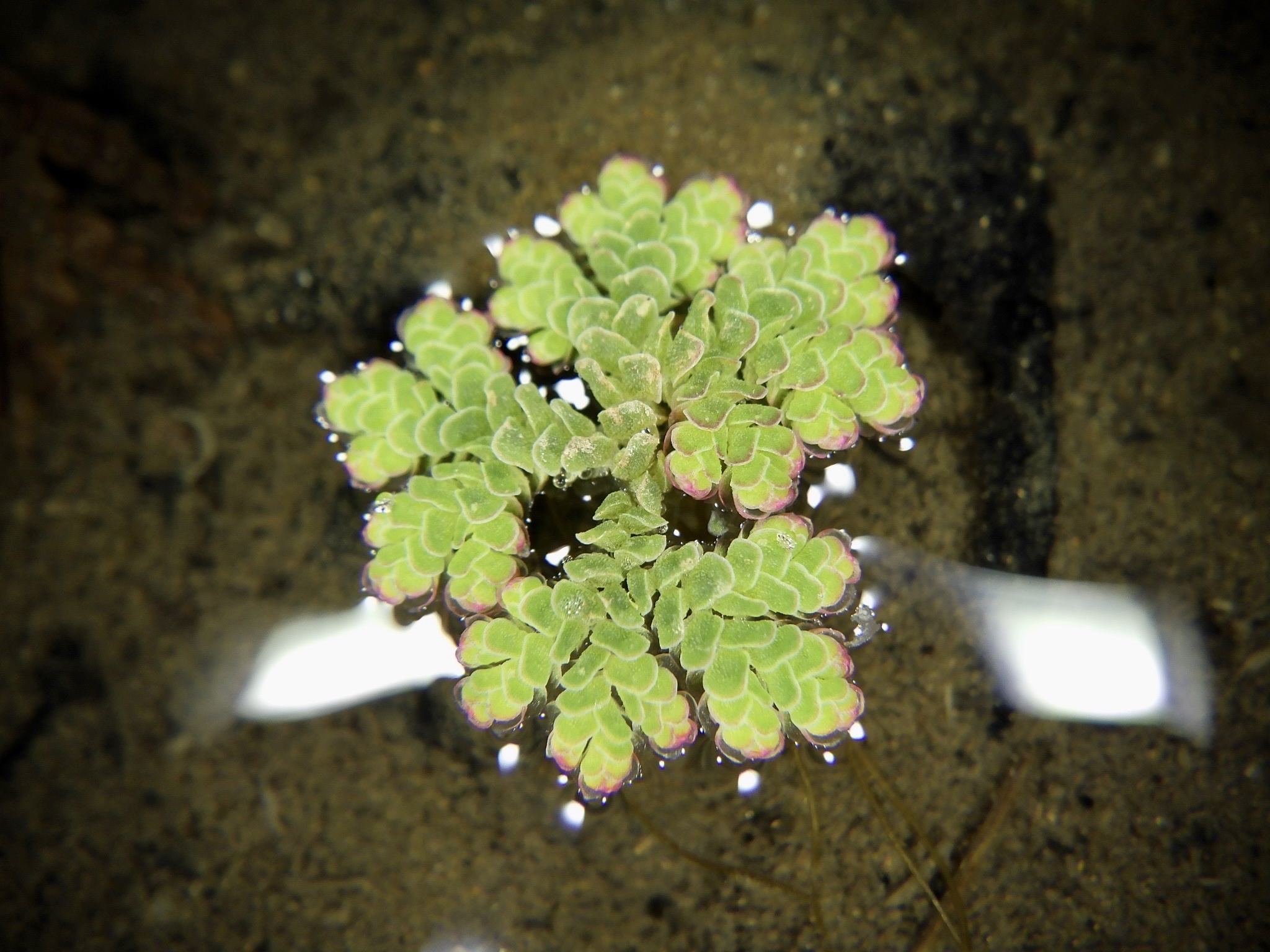 Azolla cristata