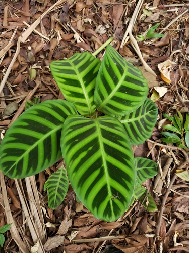 Image of Goeppertia zebrina by no rights reserved