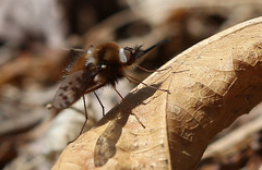 Bombylius callopterus