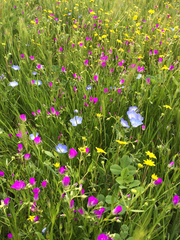 Nemophila menziesii menziesii