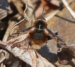 Bombylius callopterus