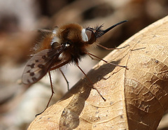 Bombylius callopterus