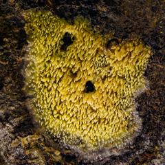 Mycoacia aurea