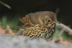 Turdus philomelos clarkei