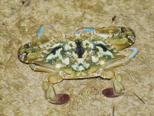 Callinectes marginatus