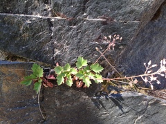 Heuchera rubescens
