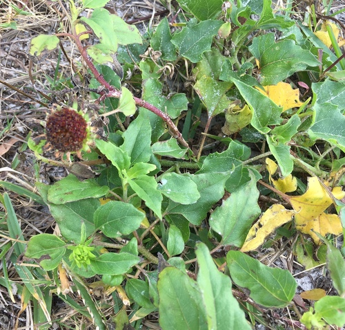 Helianthus debilis image