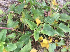 Helianthus debilis image