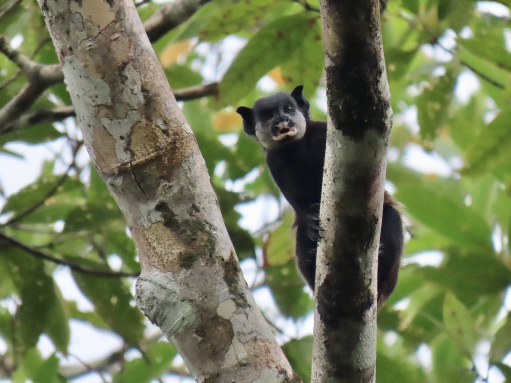 Mottle-Faced Tamarin
