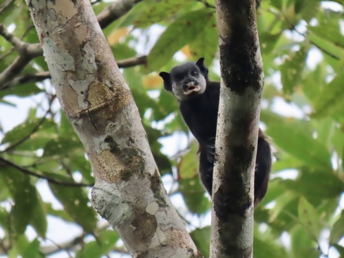 Mottled-face Tamarin (Saguinus inustus) — Least Concern Mammalia