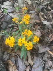 Lithospermum canescens