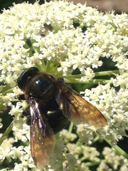 Xylocopa californica californica