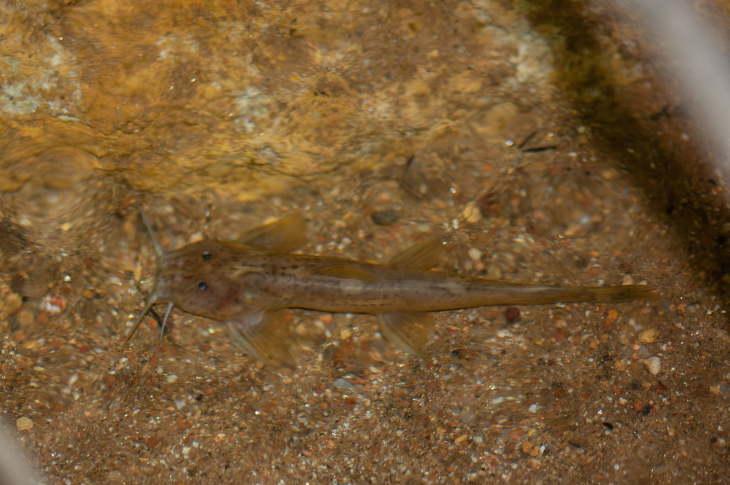 Mountain catfish (Amphilius uranoscopus) — Amphiliidae