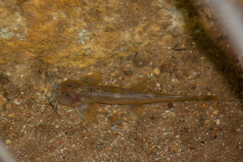 Mountain catfish (Amphilius uranoscopus) — Amphiliidae