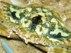 Callinectes marginatus