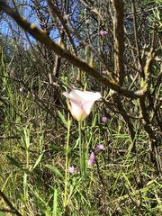 Calochortus catalinae