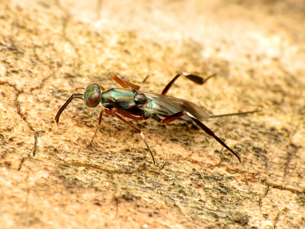 Metapelma spectabilis