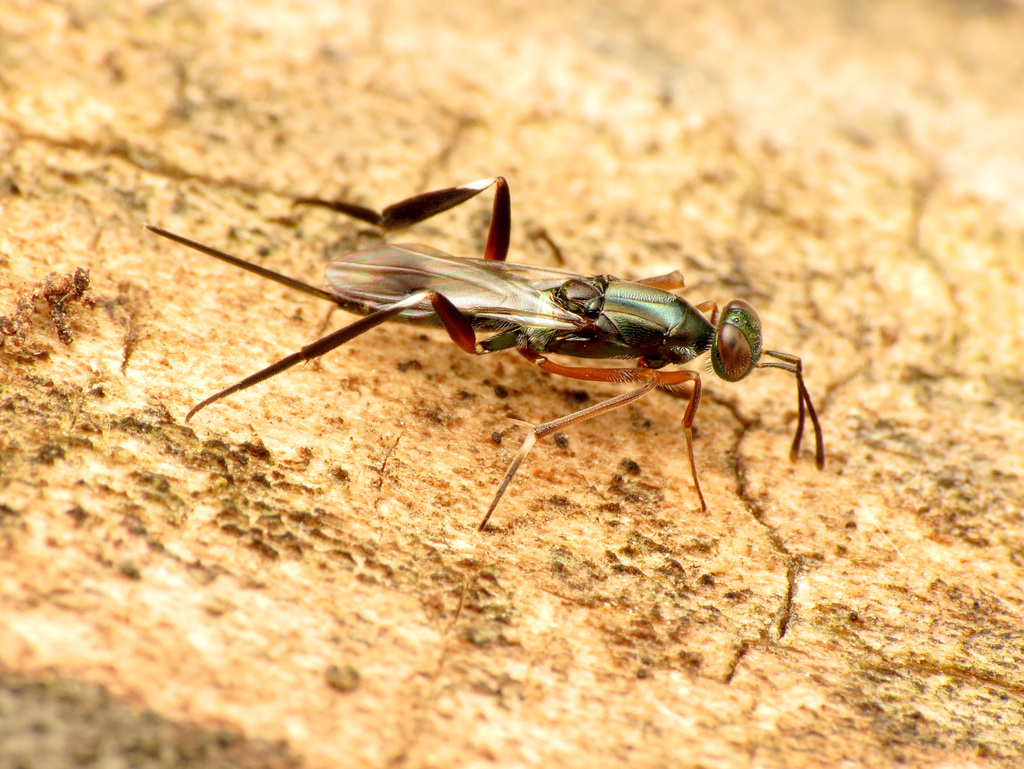 Metapelmatidae