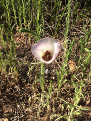 Calochortus catalinae