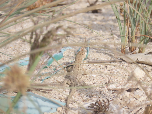 Blanford's Short-nosed Desert Lizard