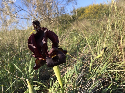 Iris atropurpurea, photograph 3