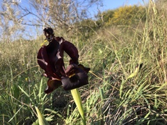 Iris atropurpurea, photograph (c) shahar chaikin, some rights reserved (CC BY)