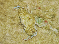 Callinectes marginatus