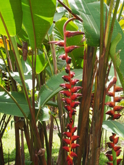 Heliconia pogonantha